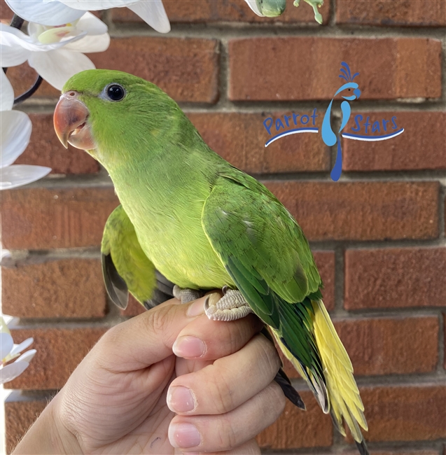 African Ringneck Parakeet - Female