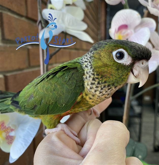 Black Capped Conure - Male