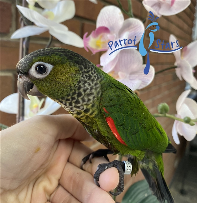 Black Capped Conure - Male