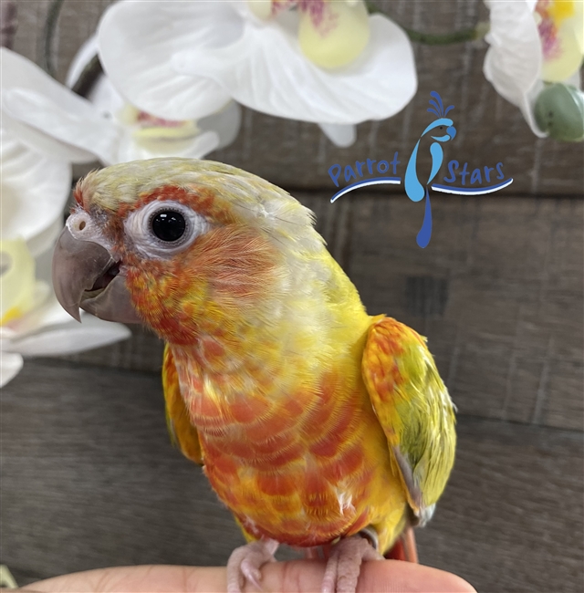 Green Cheek Conure - Dilute - Male