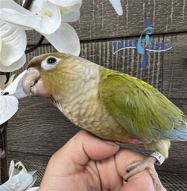 Green Cheek Conure - Cinnamon - Male