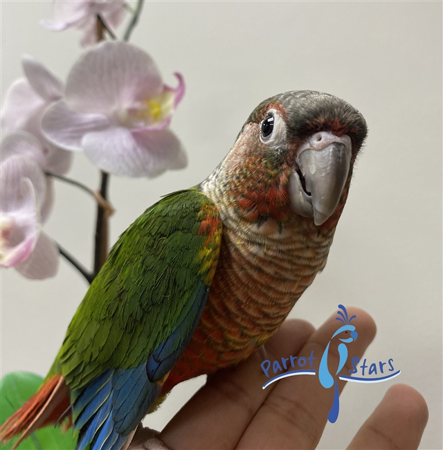 Green Cheek Conure - Yellow Sided - Male