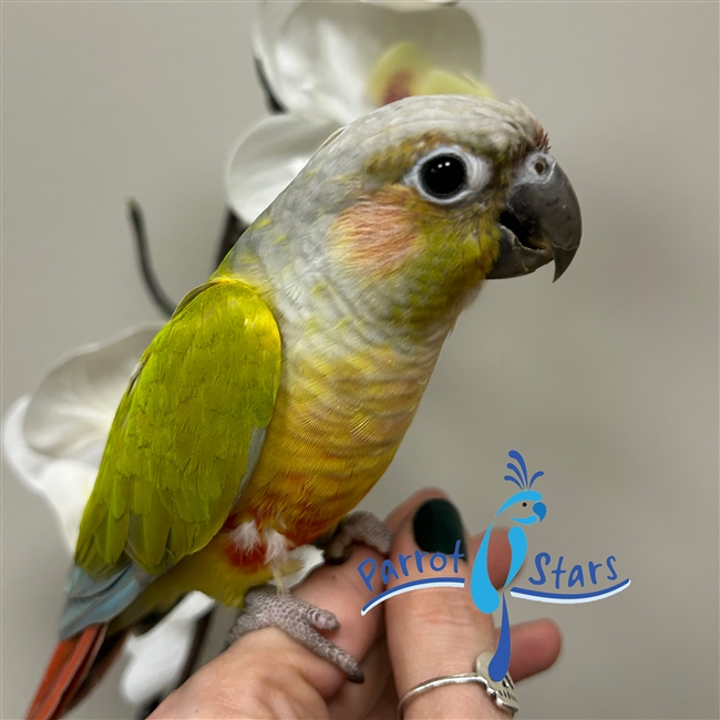 Green Cheek Conure - Dilute - Male