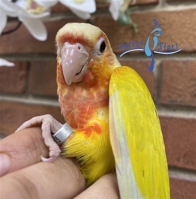 Green Cheek Conure - Sun Cheek - Female