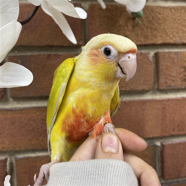 Green Cheek Conure - Sun Cheek - Female