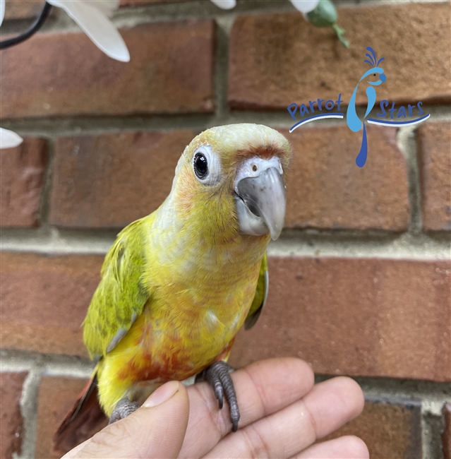 Green Cheek Conure - Dilute - Male