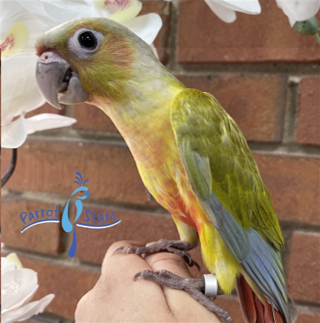 Green Cheek Conure - Dilute - Male