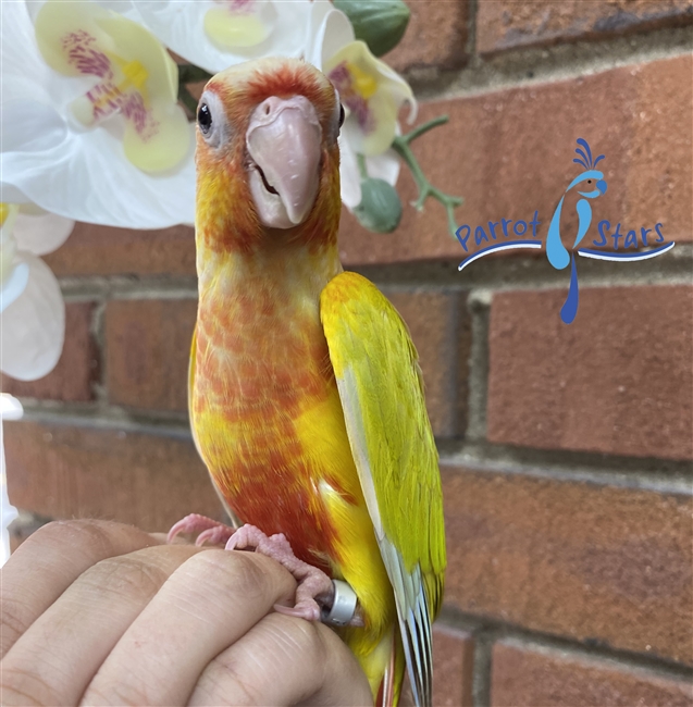 Green Cheek Conure - Sun Cheek - Female