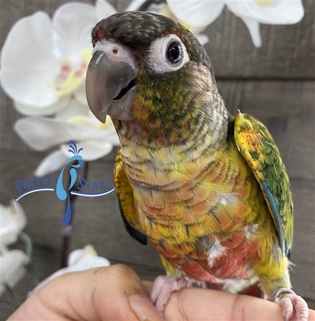 Green Cheek Conure - Yellow Sided - Male