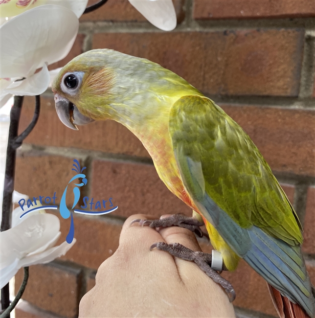 Green Cheek Conure - Dilute - Female