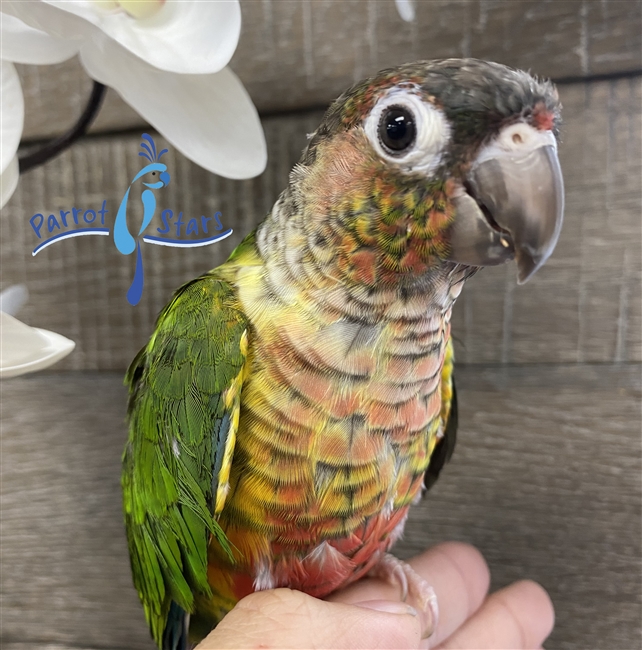 Green Cheek Conure - Yellow Sided - Male