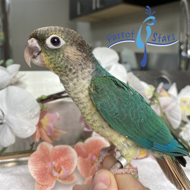 Green Cheek Conure - Turquoise Yellow Side - Male