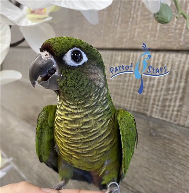 Maroon Bellied Conure - Male