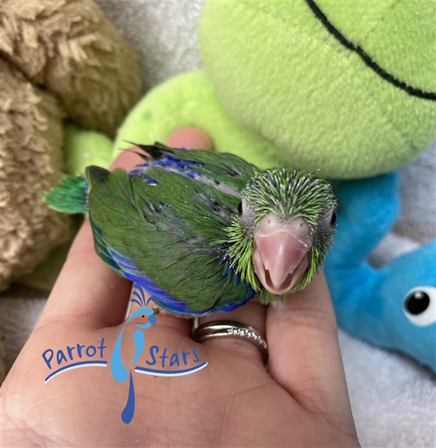 Parrotlet - Green - Male