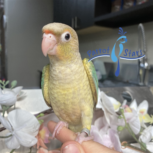 Green Cheek Conure - Turquoise Pineapple - Female