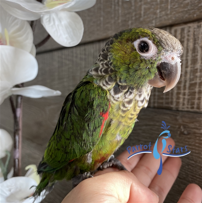 Black Capped Conure - Male