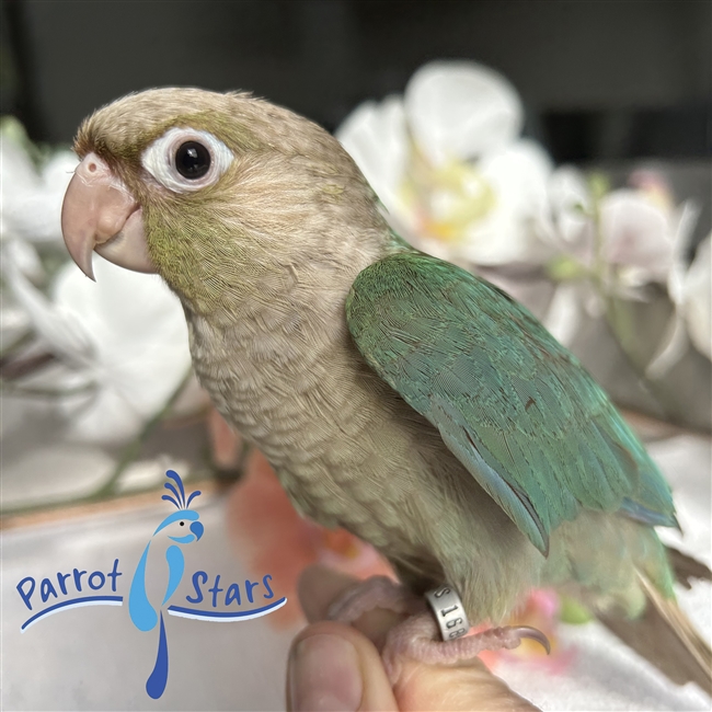 Green Cheek Conure - Turquoise Cinnamon - Female