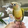 Green Cheek Conure - Dilute - Male