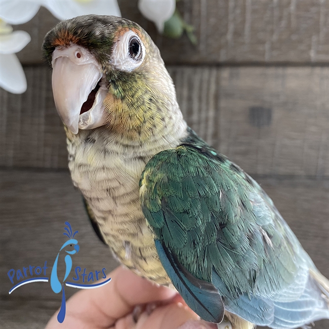 Green Cheek Conure - Turquoise Yellow Sided - Male