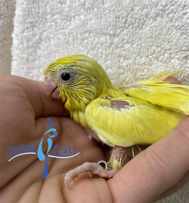 Parrotlet - Yellow - Female