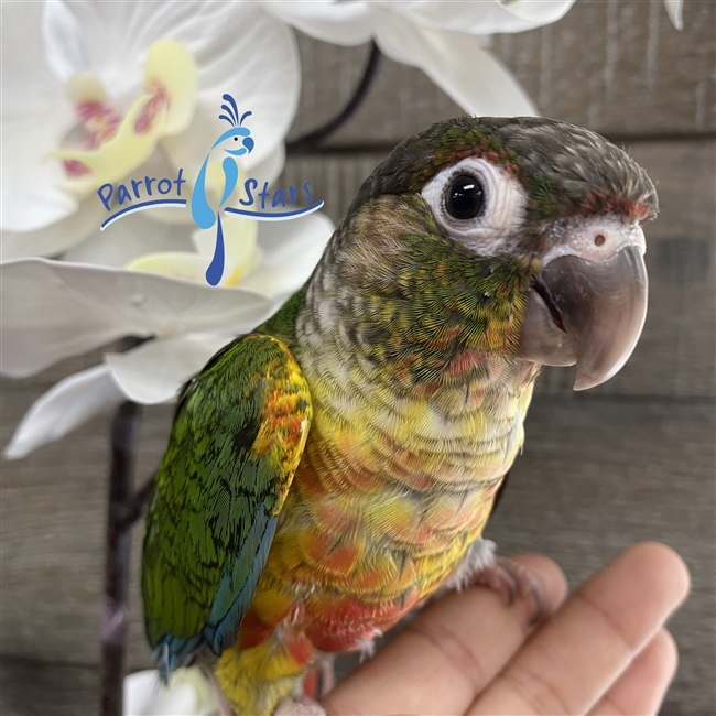 Green Cheek Conure - Yellow Sided - Male