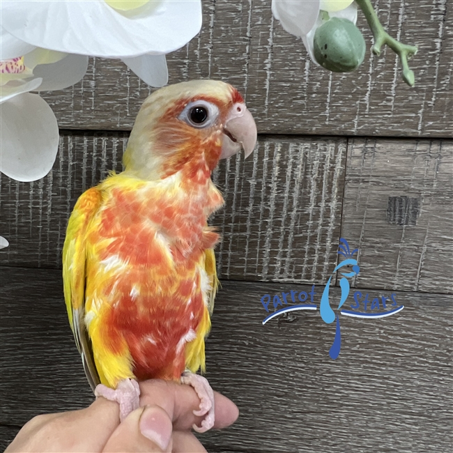 Green Cheek Conure - Sun Cheek - Female