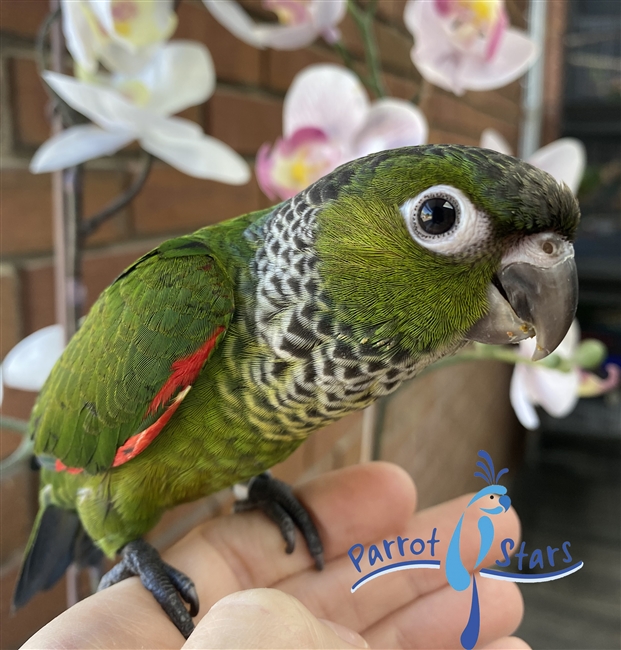 Black Capped Conure - Male