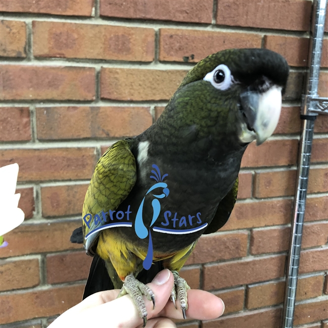 Patagonian Conure - Male