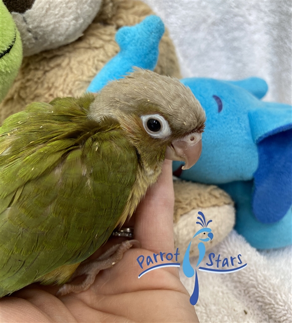 Green Cheek Conure - Cinnamon