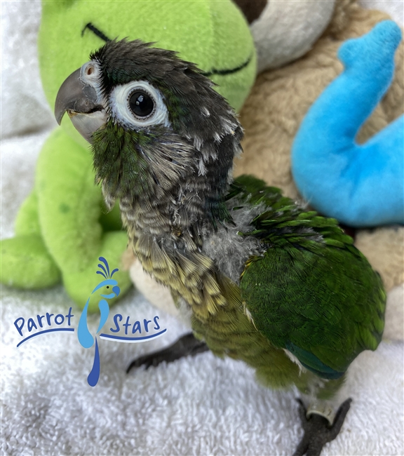 Green Cheek Conure - Normal