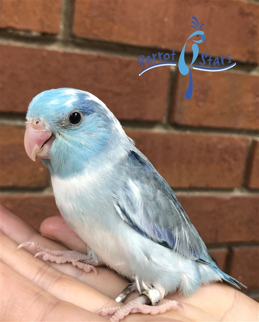 Parrotlet - Blue Pied - Male