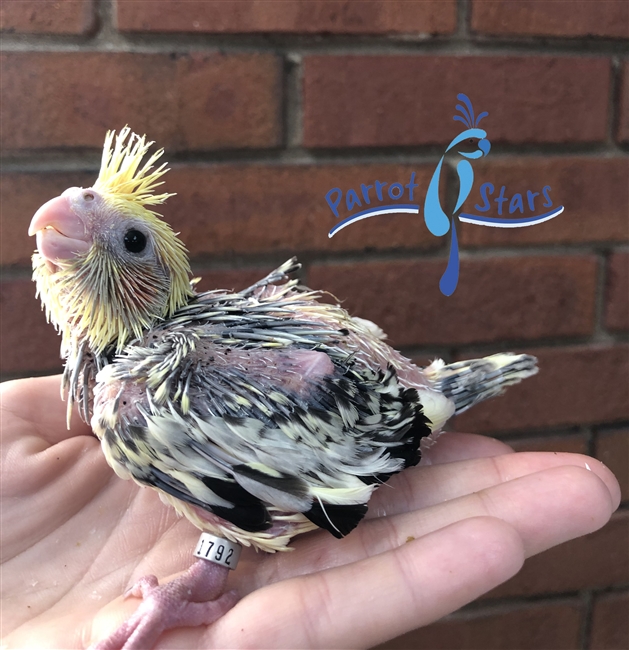 Cockatiel - Grey Pied - Female