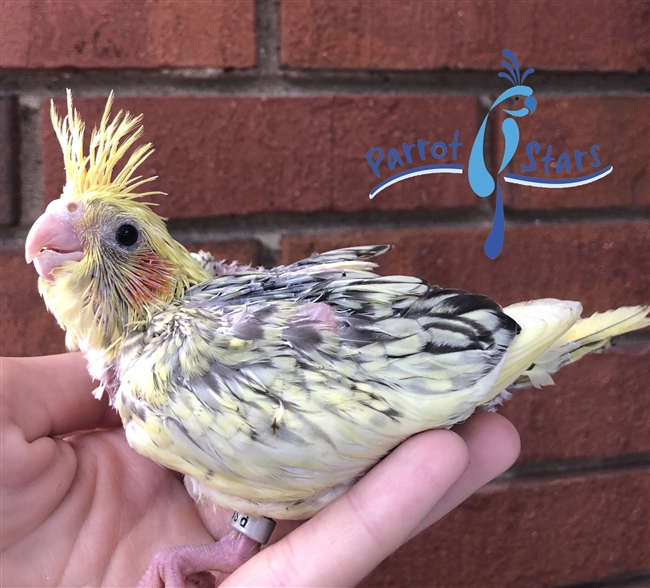 Cockatiel- Grey Pearl - Female