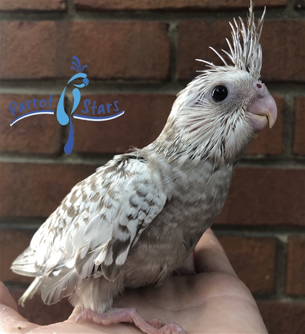 Cockatiel - WF Cinnamon Pearl - Female