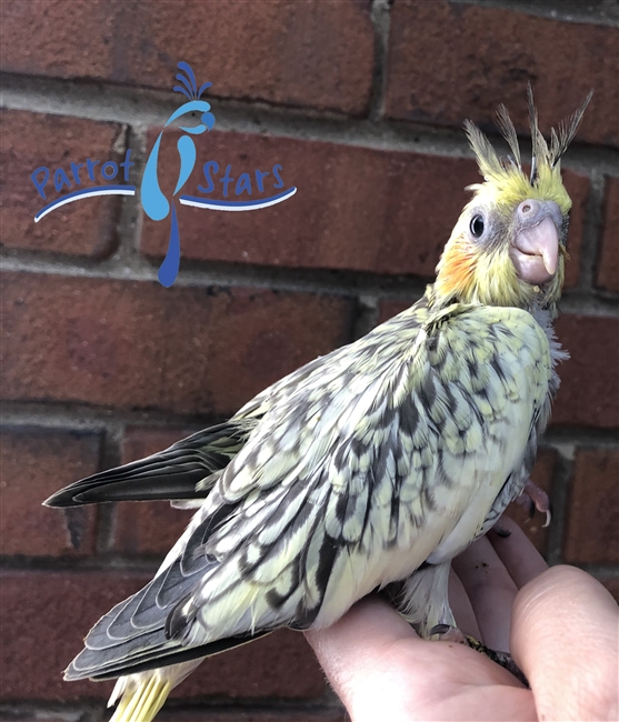 Cockatiel- Grey Pearl - Female