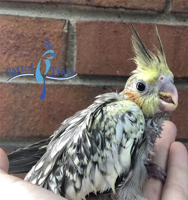 Cockatiel- Grey Pearl - Male