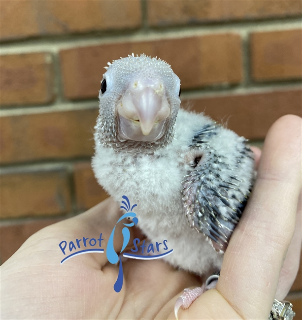 Green Cheek Conure - Pineapple - Female