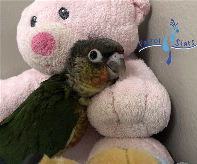 Green Cheek Conure - Yellow Side - Male