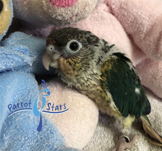 Green Cheek Conure - Turquoise Yellow Side - Female