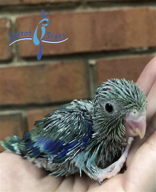 Parrotlet - Turquoise - Male