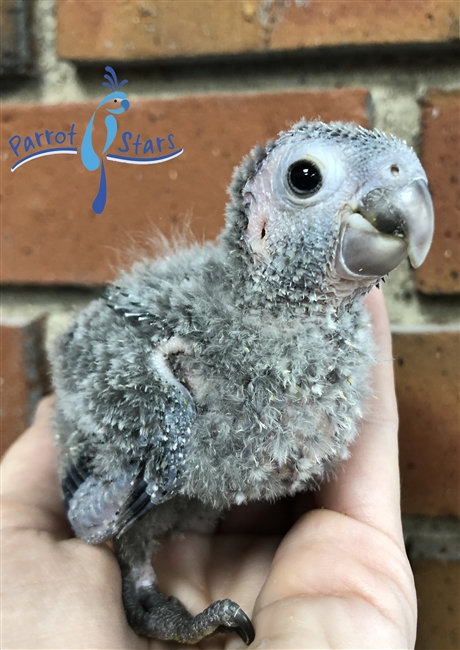 Green Cheek Conure - Turquoise - Female