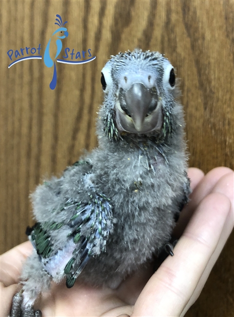 Green Cheek Conure - Turquoise - Male