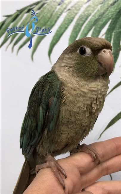 Green Cheek Conure - Turquoise Pineapple - Female