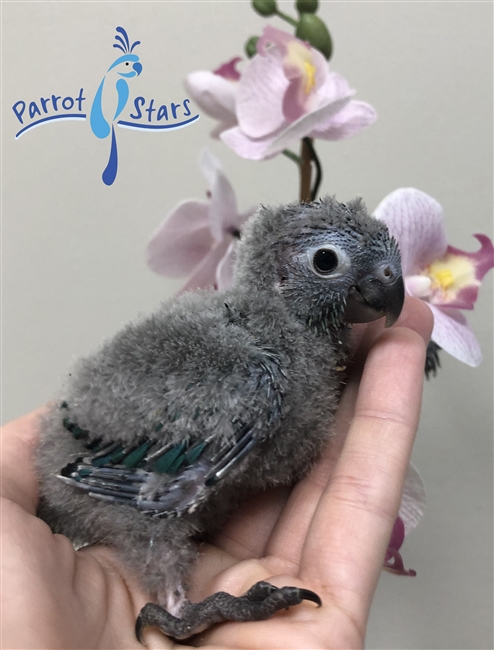 Green Cheek Conure - Turquoise - Male