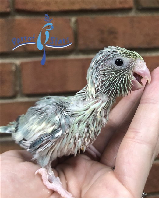 Parrotlet - Turquoise Pied - Female