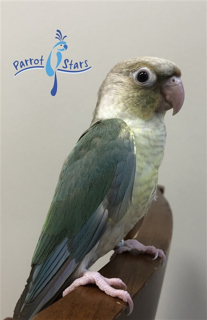 Green Cheek Conure - Turquoise Cinnamon - Female