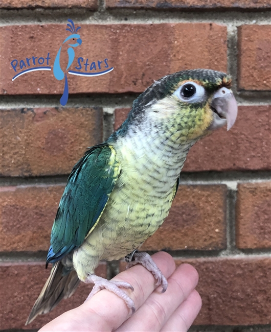 Green Cheek Conure - Turquoise Yellow Side - Male