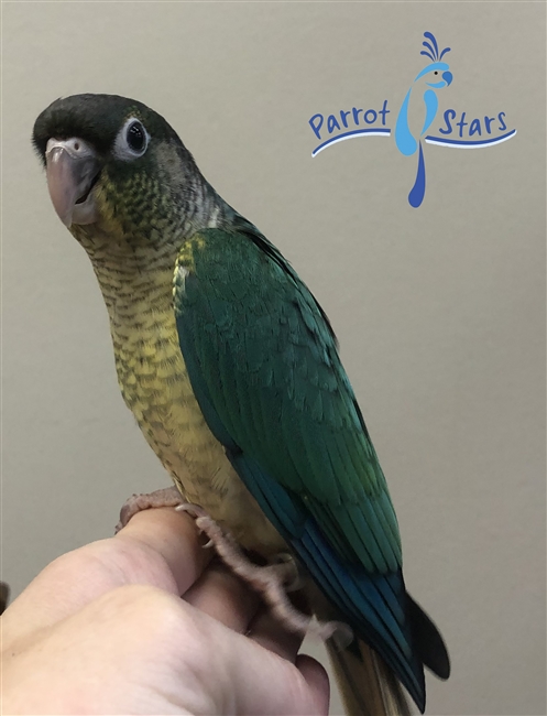 Green Cheek Conure - Turquoise Yellow Side - Male