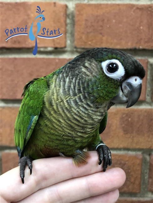 Green Cheek Conure - Normal - Female