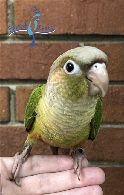 Green Cheek Conure - Cinnamon - Female